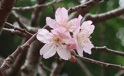 黃鐘花風水|香港賞花好去處2024